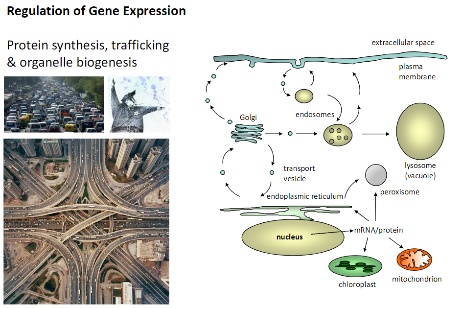 <p><strong>Nucleus</strong><br> Site of <strong>mRNA transcription</strong></p><p><strong>Endoplasmic Reticulum (ER)</strong><br> Site of <strong>protein synthesis</strong> and initial <strong>folding</strong></p><p><strong>Golgi</strong><br> <strong>Modifies, sorts, and packages proteins</strong> for transport</p><p><strong>Transport Vesicle</strong><br> Carries <strong>proteins</strong> between organelles and to the <strong>plasma membrane</strong></p><p><strong>Lysosome (Vacuole)</strong><br> Contains <strong>digestive enzymes</strong> for macromolecule breakdown</p><p><strong>Mitochondrion / Chloroplast</strong><br> Sites of <strong>energy production</strong> (ATP or photosynthesis)</p><p><strong>Peroxisome</strong><br> Site of <strong>oxidative reactions</strong> and specialized protein function</p><p><strong>Endosomes</strong><br> Involved in <strong>protein sorting and trafficking</strong></p><p><strong>Plasma Membrane / Extracellular Space</strong><br> Final destination for <strong>secreted or membrane-bound proteins</strong></p>