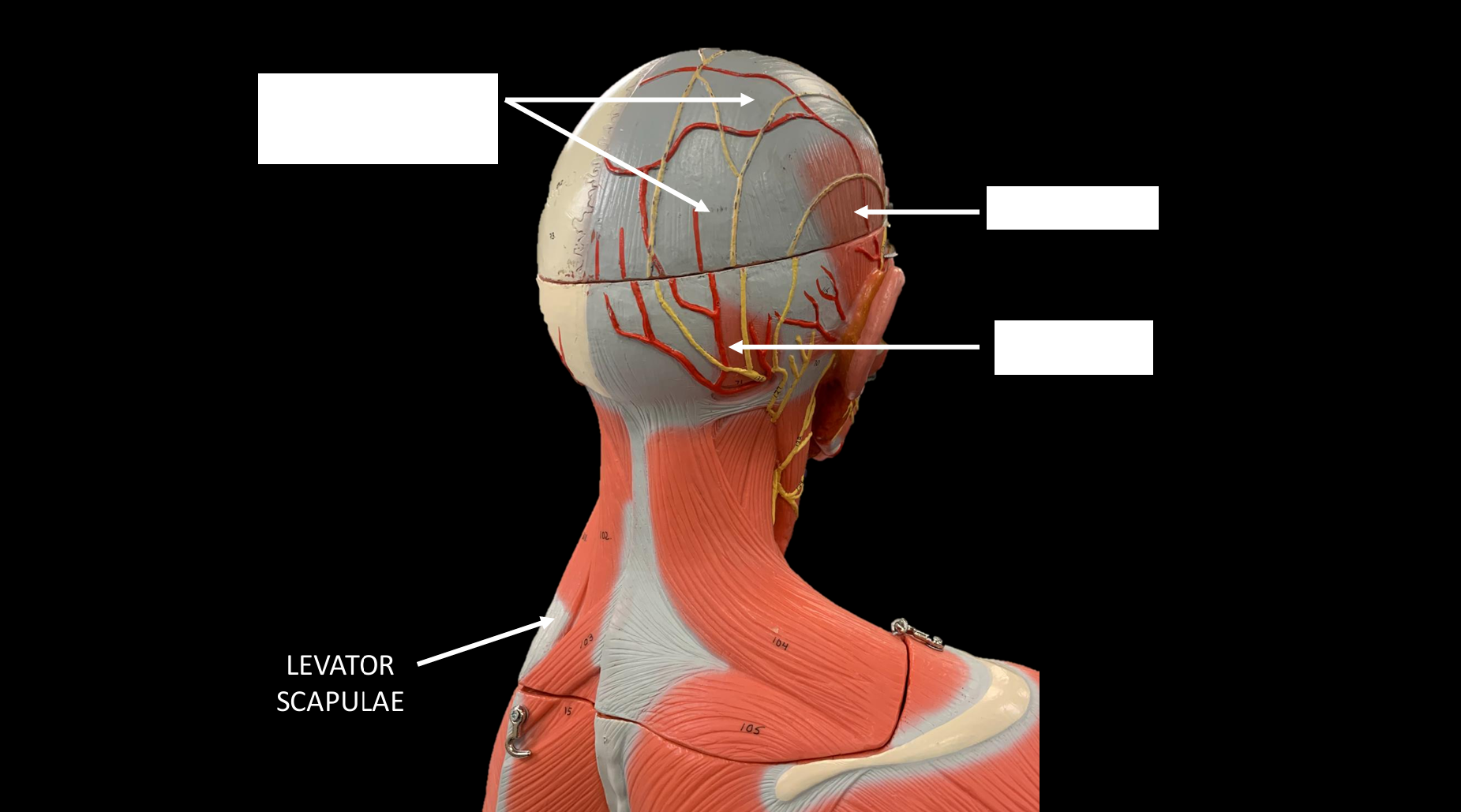 <p>LEVATOR SCAPULAE</p>