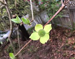 <p>Opposite leaves. Veins curl parallel to the leaf edge. All have elastic threads when you pull the leaf apart. White flowers with showy bracts. </p>
