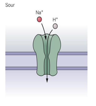 <p>→ Tastant: H⁺ ions (acidity)</p><p>→ Low pH opens a proton-sensitive ion channel</p><p>→ H⁺ and Na⁺ flow in → depolarization</p>
