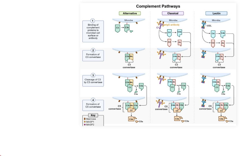 <ul><li><p>Complement protein actions:</p></li><li><p>Tag <strong>antigens </strong>for <strong>phagocytosis </strong>in a process called <strong><em>opsonization</em></strong></p></li><li><p>Increase histamine release and <strong>inflammatory response </strong>via mast cells</p></li><li><p><strong>Membrane attack complex (MAC)</strong> pokes holes in and lyses pathogens</p></li></ul><p></p>