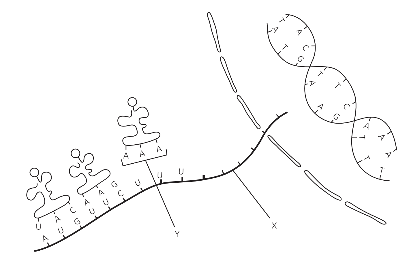<p><strong>The diagram represents transcription and translation. What structures do the letters X and Y represent?</strong></p><table style="min-width: 50px;"><colgroup><col style="min-width: 25px;"><col style="min-width: 25px;"></colgroup><tbody><tr><td colspan="1" rowspan="1"><p>x</p></td><td colspan="1" rowspan="1"><p>y</p></td></tr><tr><td colspan="1" rowspan="1"><p>A. DNA</p></td><td colspan="1" rowspan="1"><p>Anticodon</p></td></tr><tr><td colspan="1" rowspan="1"><p>B. mRNA</p></td><td colspan="1" rowspan="1"><p>Anticodon</p></td></tr><tr><td colspan="1" rowspan="1"><p>C. DNA</p></td><td colspan="1" rowspan="1"><p>codon</p></td></tr><tr><td colspan="1" rowspan="1"><p>D. mRNA</p></td><td colspan="1" rowspan="1"><p>codon</p></td></tr></tbody></table><p></p>