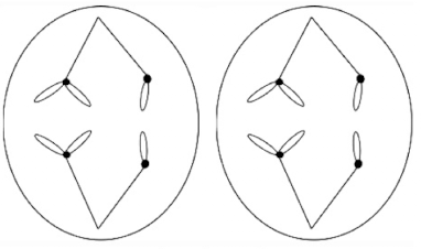 <p>What is this phase of meiosis?</p>