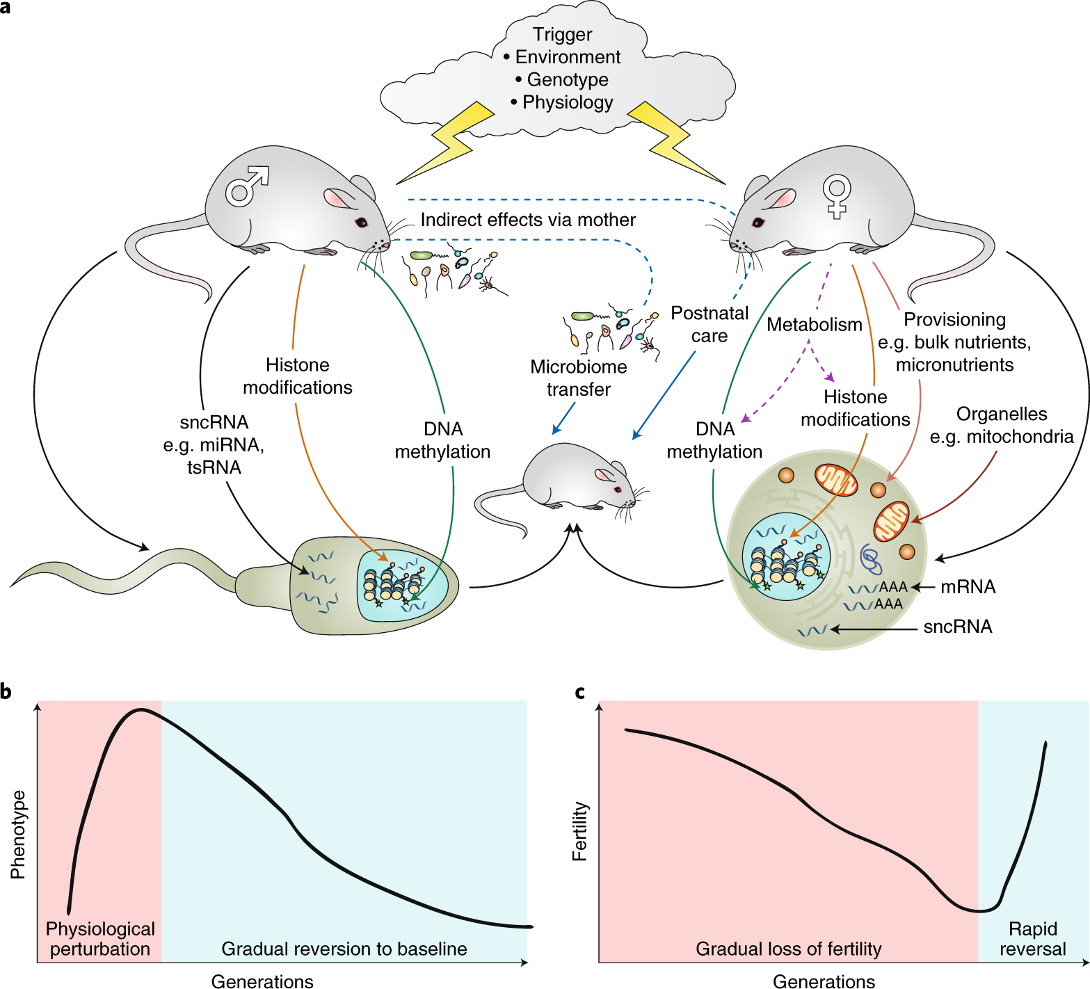 <p>The transmission of a pattern of gene expression or chromatin state to daughter cells without changing the underlying DNA nucleotide sequence. Histone modifications and other regulatory mechanisms can help maintain these patterns.</p>