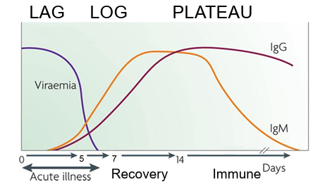 <ul><li><p>LAG phase</p><ul><li><p>first 5-7 days</p></li></ul></li><li><p>LOG phase</p><ul><li><p>IgM more than IgG (7-14 days)</p></li></ul></li><li><p>PLATEAU</p><ul><li><p>can last months or years</p></li></ul></li></ul><p></p>