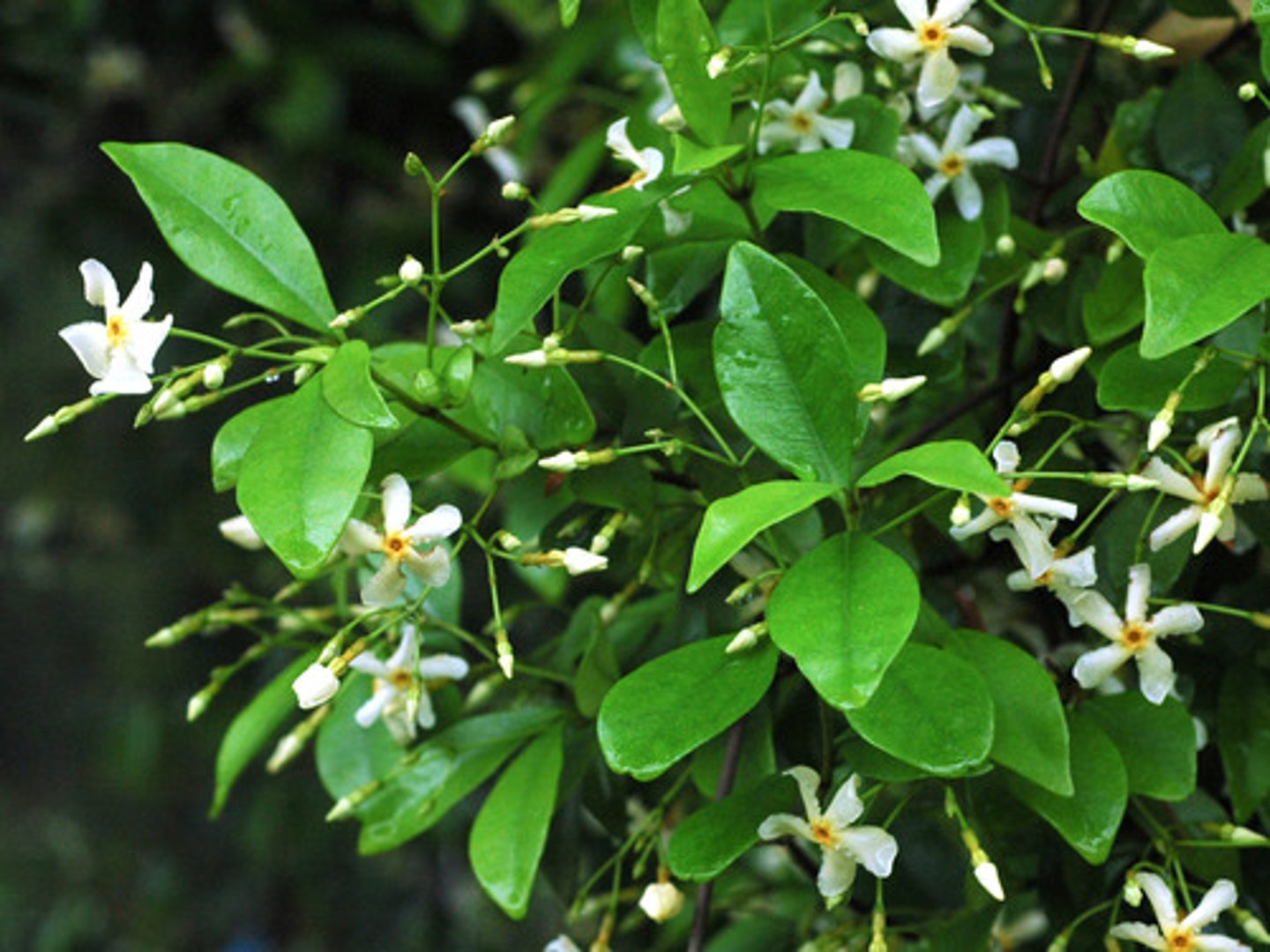 <p>le jasmin</p>