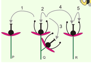<p>1 en 4 zijn kruisbestuiving: pollen van een plant komen in de stamper van een andere plant</p><p>2 is zelfbestuiving: pollen van een bloem komen op de stamper van dezelfde bloem</p><p>3 is buurbestuiving: Pollen van een bloem komen op de stamper van een andere bloem maar van dezelfde plant. </p>
