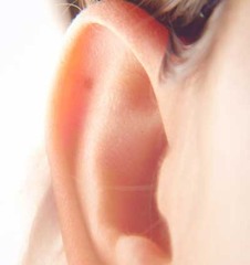 <p>ear</p>