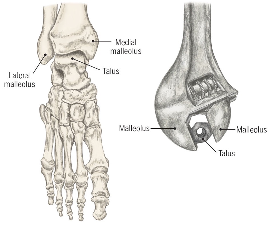 <p>maximal dorsiflexion </p>