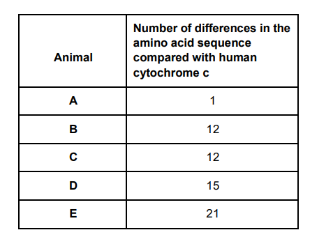 <p>Cytochrome c is a protein involved in respiration. Scientists determined the amino acid sequence of human cytochrome c. They then:</p><p> • determined the amino acid sequences in cytochrome c from five other animals</p><p> • compared these amino acid sequences with that of human cytochrome c </p><p>• recorded the number of differences in the amino acid sequence compared with human cytochrome c </p><p>Explain how these results shown on the table suggest that animal A is the most closely related to humans. (2) </p>