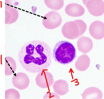<p>What cell in the blood is number 1?</p>
