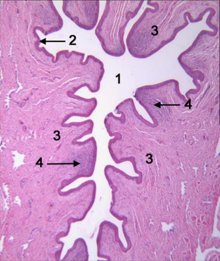 <p>Name the structure indicated by 2.</p>