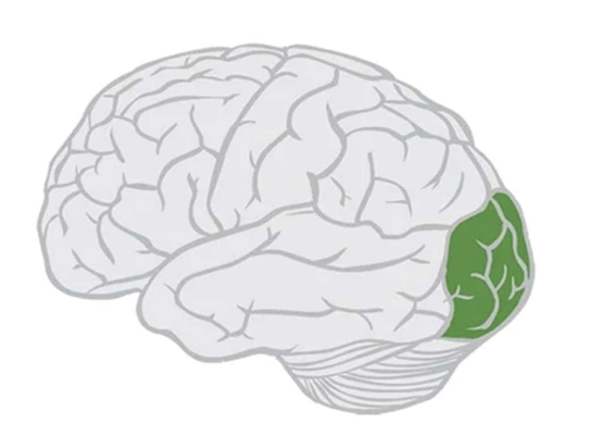 <p>• Located at the posterior end of the cortex</p><p>• Known as the striate cortex or the primary visual cortex</p><p>• Highly responsible for visual input</p><p>− Damage can result in cortical blindness.</p>