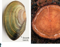 <ul><li><p>grow and grow</p></li><li><p>feeding culture</p></li><li><p>trophochor larvae (cilia midband)</p></li><li><p>Both present in development</p></li></ul><p></p>