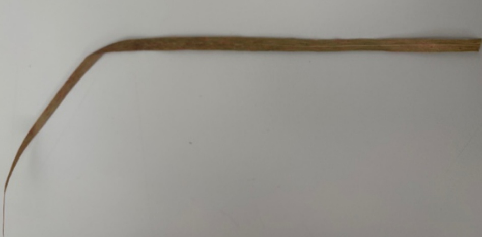 <p>Puccinia striiformis - rumena rja (pšenica, ječmen, trave) (rod Puccinia)</p>