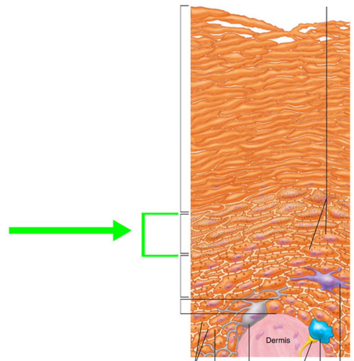 <p>is a thin layer of cells in the epidermis. Keratinocytes migrating from the underlying stratum spinosum become known as granular cells in this layer.</p>