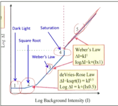 <p>Weber's Law Region: What two regions follow Weber's Law in the following function?</p>