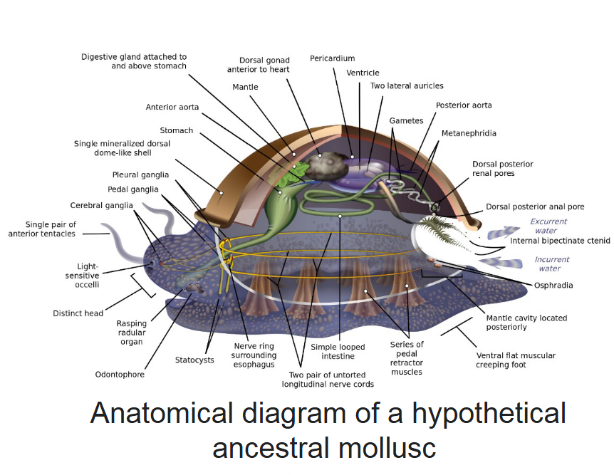 <ul><li><p>unsegmented, soft body</p></li><li><p>bilateral symmetry (distinct head and tail)</p></li><li><p>feeding structure = <strong>radula</strong> (except for bivalves)</p></li><li><p><strong>muscular foot</strong> for movement (burrowing, swimming) — can be highly modified</p></li><li><p>calcareous shell for protection</p></li><li><p><strong>head</strong> - contains sensory organs and <u>radula</u> (made of chitin)</p></li><li><p><strong>visceral mass</strong> - digestive, excretory, reproductive, circulatory systems in celomic cavity</p></li><li><p><strong>mantle</strong> - sheet of tissue, dorsal to visceral mass, secretes the shell</p></li></ul><p></p>