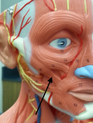 <p>retracts and elevates corner of mouth</p>