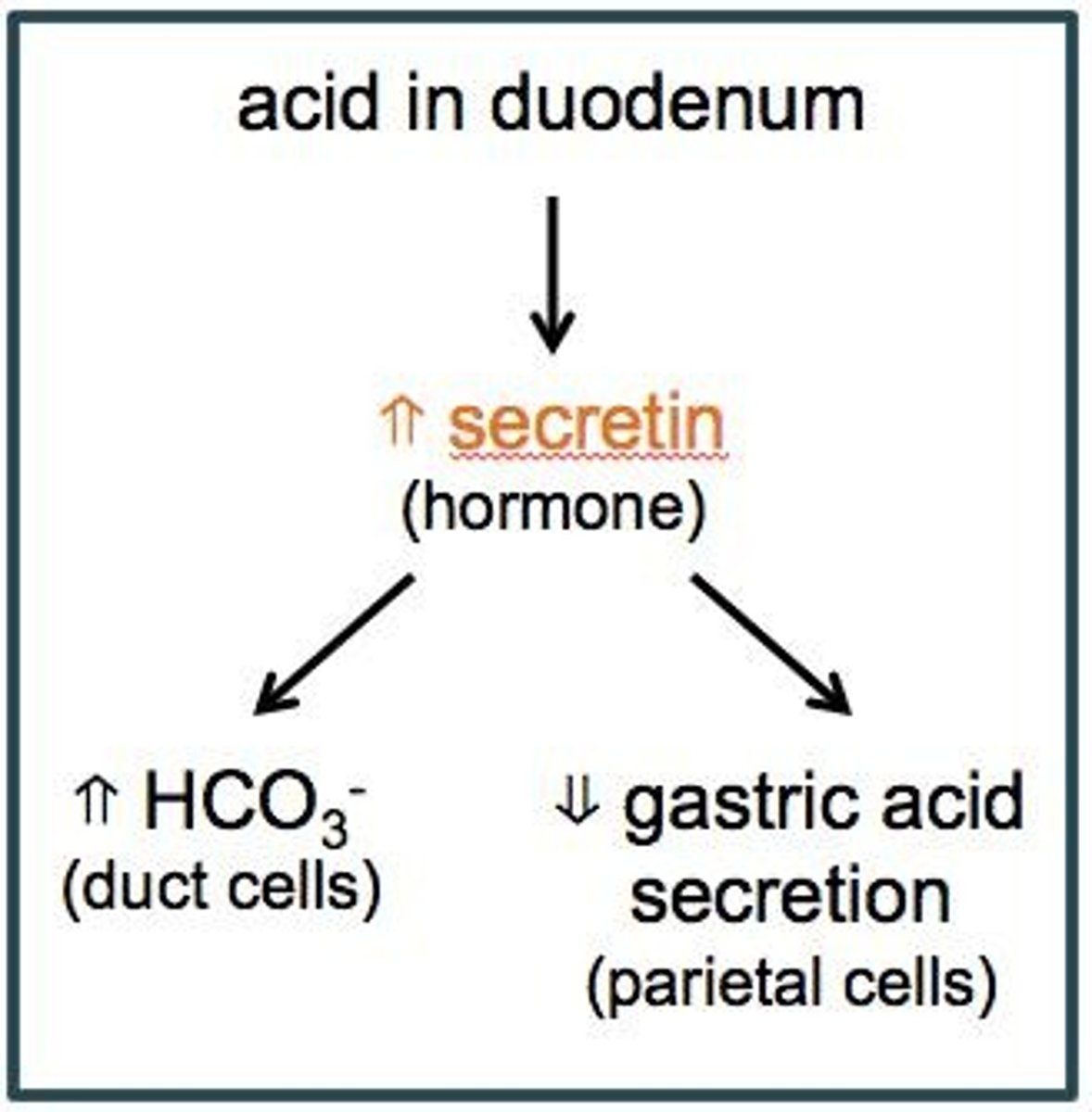 <p>It stimulates the pancreas to secrete bicarbonate, neutralizing gastric HCl and raising pH to ~7.</p>