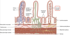 <p>it contracts and helps with the movement of chyme through the small intestine.</p>