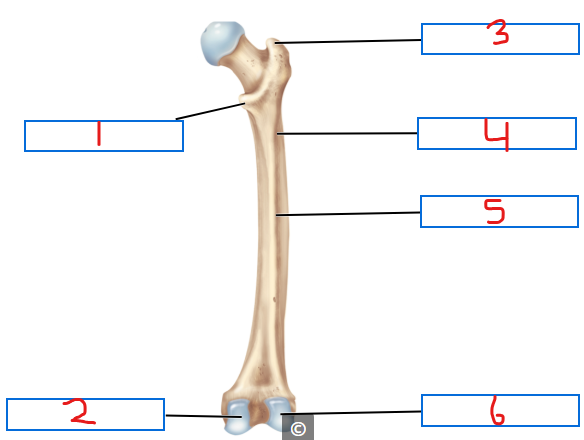 <p>6</p>