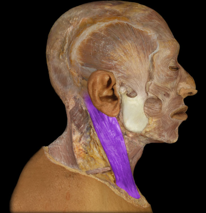 <p>origin: manubrium of sternum and medial one-third of clavicle.</p><p>insertion: mastoid process of temporal bone.</p><p>action: unilateral action is the contralateral rotation of the head and the bilateral action is the flexion of the neck.</p>