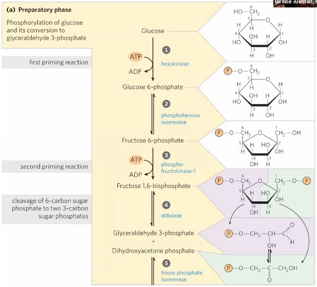 <ol><li><p>Phosphorylation of Glucose to Glucose 6-phosphate (G6P) via <strong>hexokinase</strong> (Needs ATP and Mg<sup>2+</sup>); Irreversible</p></li><li><p><strong>Phosphohexose isomerase</strong> (Needs Mg<sup>2+</sup>) opens the G6P and turns it into Fructose 6-phosphate (F6P); Reversible</p></li><li><p>F6P is converted into Fructose 1,6-bisphosphate (F16BP) via <strong>phosphofructokinase-1 (PFK-1) </strong>(Needs ATP and Mg<sup>2+</sup>); “commitment step” glycolysis MUST continue from this point; rate-limiting; irreversible</p></li><li><p>F16BP is cleaved via <strong>aldolase</strong> to create Dihydroxyacetone phosphate (DHAP) and Glyceraldehyde 3-phosphate (GA3P); Reversible</p></li><li><p>DHAP is converted to GA3P via <strong>triose phosphate isomerase</strong>; reversible</p></li></ol><p>You end up with <strong>two</strong> GA3P</p>