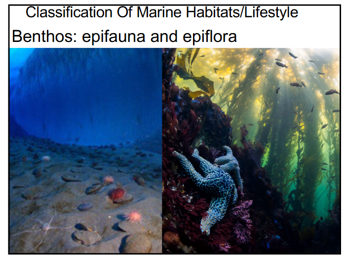 <p>epifauna → animals living on the bottom of the ocean (benthic)</p><p>epiflora → plants living on the bottom of the ocean (benthic)</p><p>infauna → animals living in between sediments and underneath the sediment surface</p>