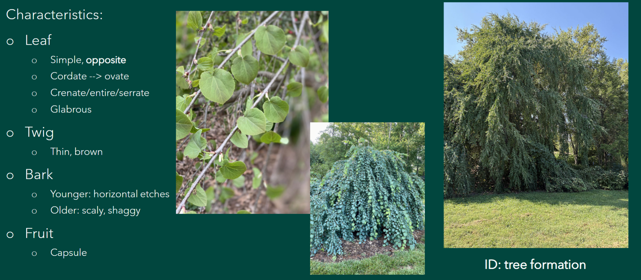 <p>Cercidiphyllum japonicum f. pedulum</p>