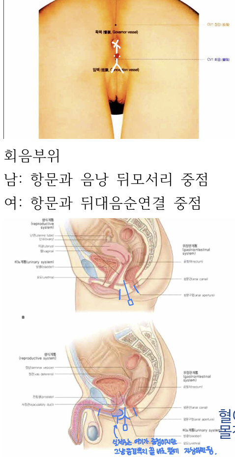 <p>남성: 항문과 음낭 뒤모서리 중점 / 여성: 항문과 뒤대음순연결 중점</p>
