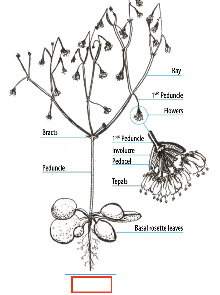 <ul><li><p>a structure that has a peduncle (a stalk or stem) or is attached to another structure by a peduncle</p></li></ul><p></p>