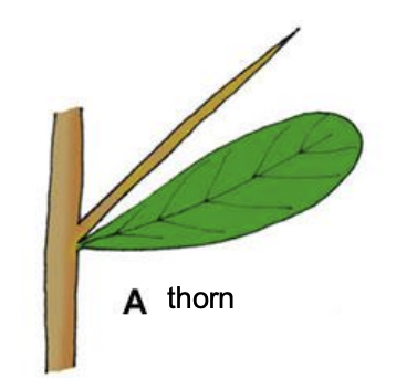 <p>modified stem with prickles (outgrowths from the stem epidermis)</p>