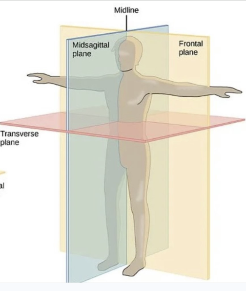 <p>Transverse plane</p>