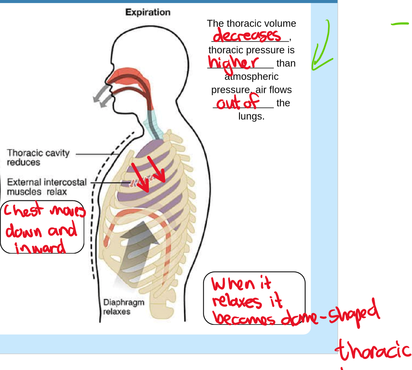 knowt flashcard image