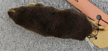 <p>Northern Short-Tailed Shrew</p>