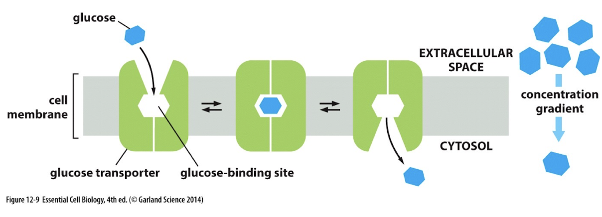 <p>= proteins that move molecules across a membrane </p><p>ex. GLUT (glucose it too large to fit thru a channel)</p>