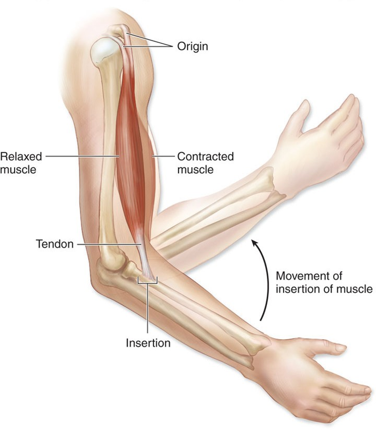 <p>epimysium and deep fascia transitions into a tendon and then inserts into the periosteum of a bone</p>