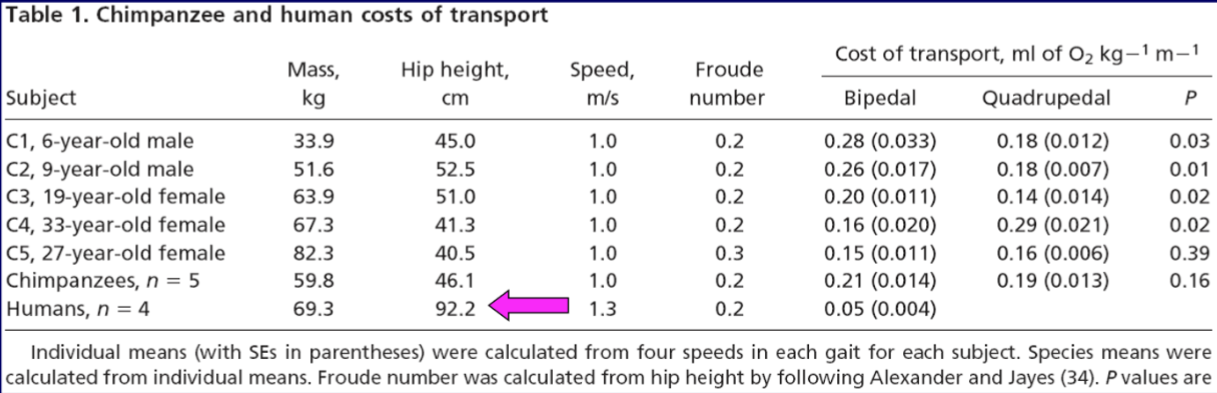<p>Bipedall walking in chimps are ~10% more expensive than quadrupedal </p><p>High variability among the chimps (females bipedal costs similar/less than quadrupedal) </p><p>Human walking 75% less expensive than chimp locomotion </p>