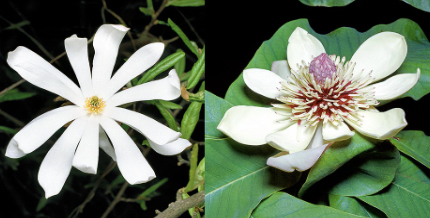 <p>Magnoliaceae</p>