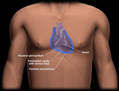 <p>Pericardium. The parietal pericardium is the outer layer. The visceral pericardium is the inner layer. The pericardial cavity contains serous fluid for lubricant</p>