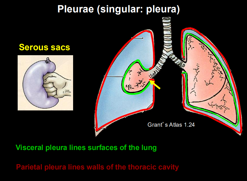 <ul><li><p>Visceral pleura lines surfaces of the lung </p></li><li><p>Parietal pleura lines walls of the thoracic cavity</p></li></ul><p></p>