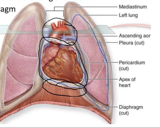 <p><strong>Main function: </strong><span>prevent overfilling of the heart</span></p><p></p><p><span><strong>Location (black outline):</strong></span></p><ul><li><p><span><strong>Superiorly</strong> to the large vessels exiting the heart</span></p></li><li><p><span><strong>Inferiorly</strong> to the diaphragm</span></p></li></ul><p></p>