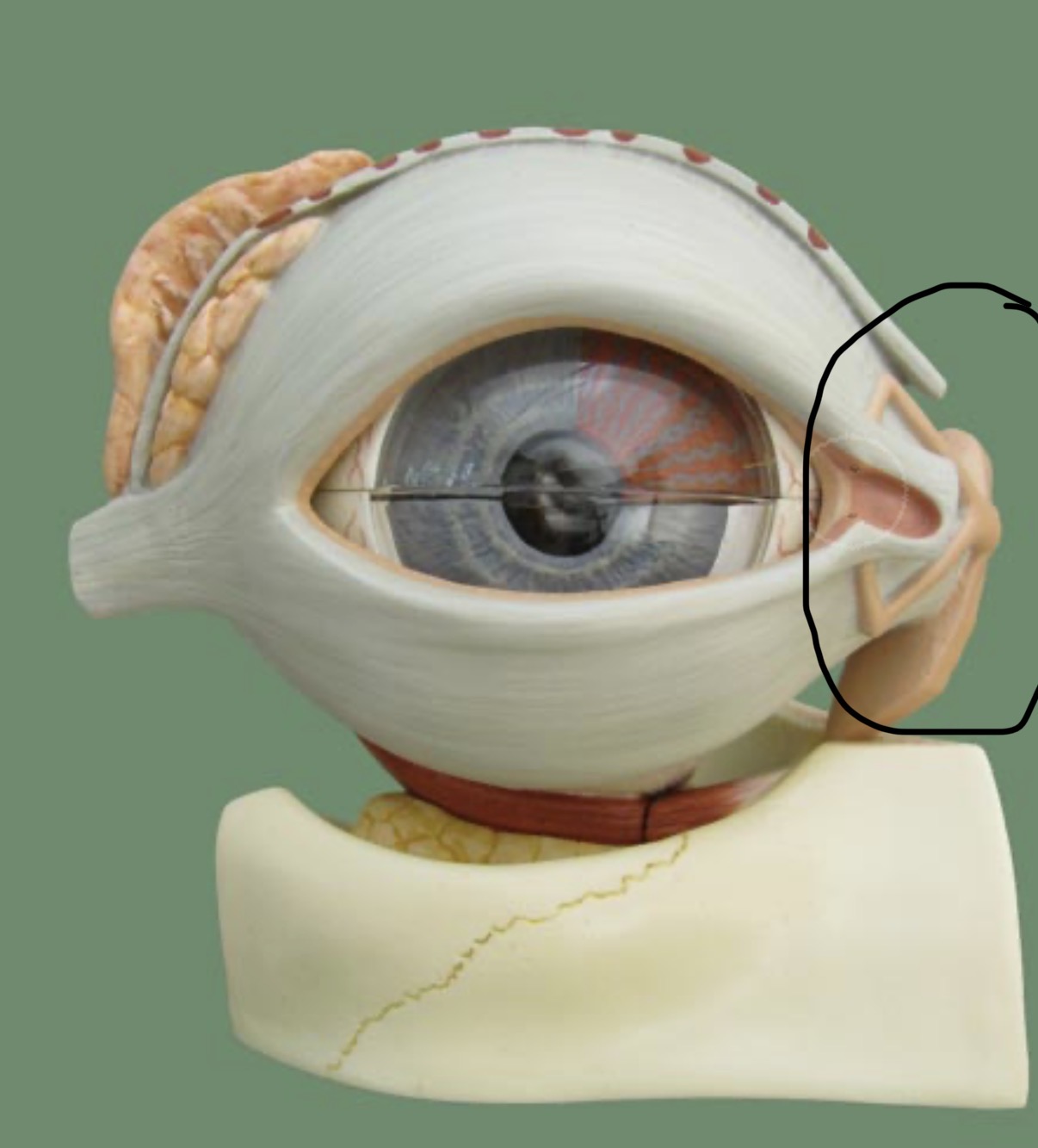 <p>lacrimal gland (produces tears) and lacrimal ducts (drains tears into the nasal cavity)</p>