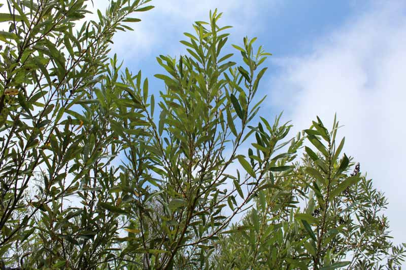 <p>Salix lasiolepis </p>