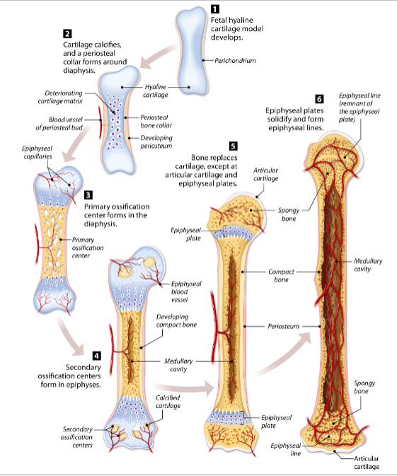 <p><strong>Hyaline cartilage model → bone collar/calcification → primary ossification center in diaphysis → secondary ossification centers in epiphyses → epiphyseal plates → epiphyseal lines</strong></p>
