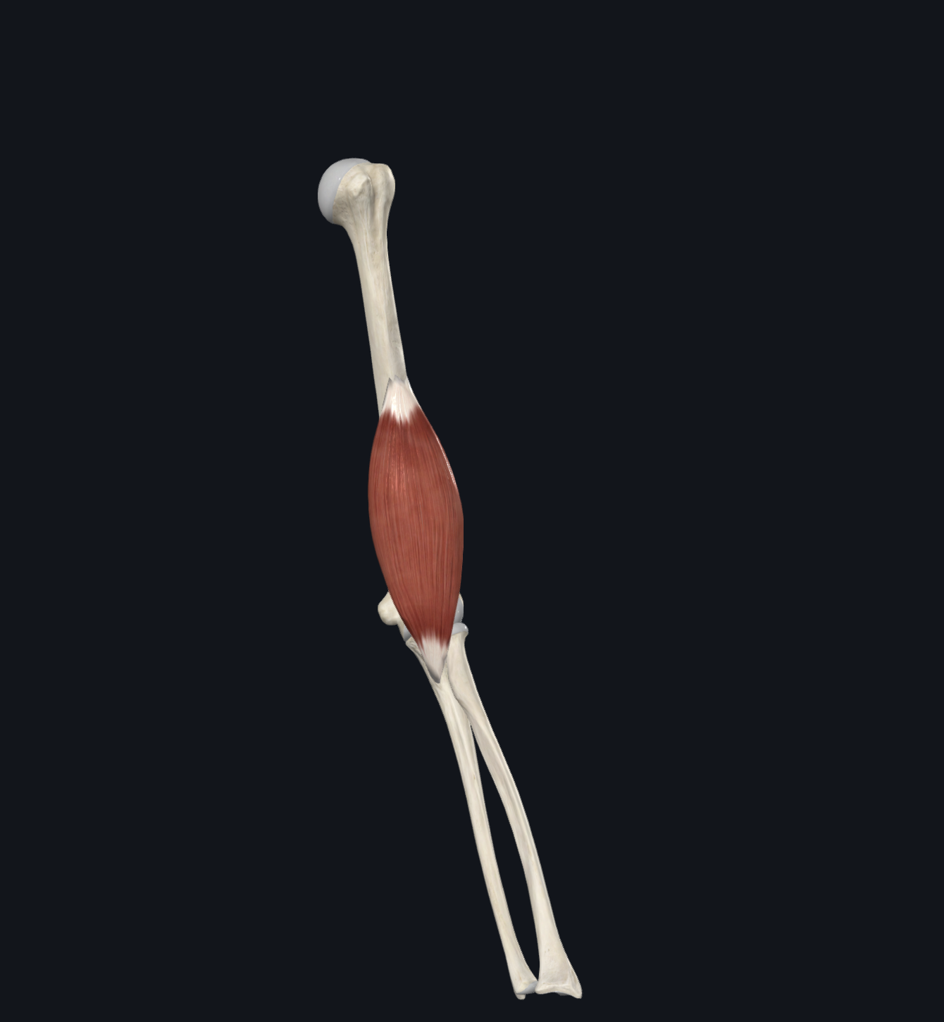 <p>Brachialis muscle</p>
