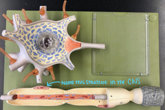 <p>glial cells in CNS</p>