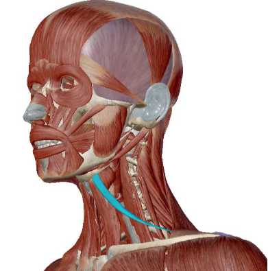 <p>what muscle is this</p>