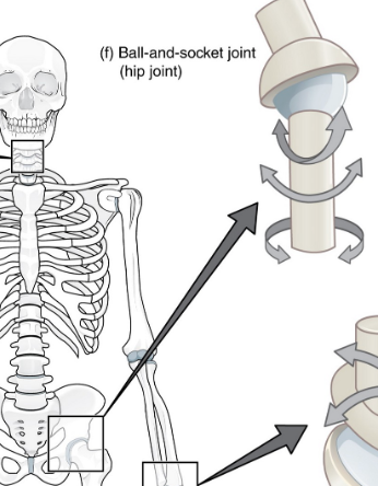 <p>Widest range of movement; hip and shoulder</p>